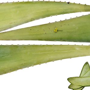 RUNADI Best Organic Aloe Vera Leaf